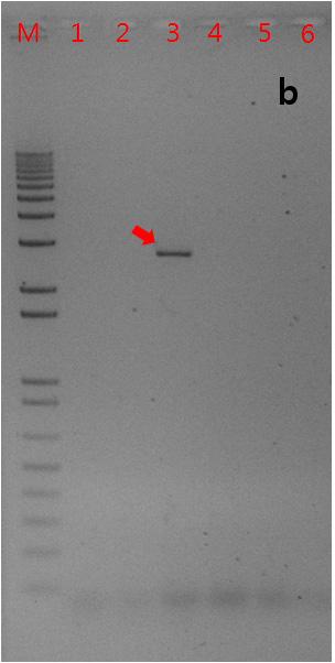 CACTGGCCGTCGTTTTACAACGTCG T700F CACTAGTGAATTCGCGGCCGC T700R CTGGCGTAATAGCGAAGAGGC Annealing temperature b The numbers preceding the R(Reverse) and F(Forward) refer to the approximate size of the SCAR