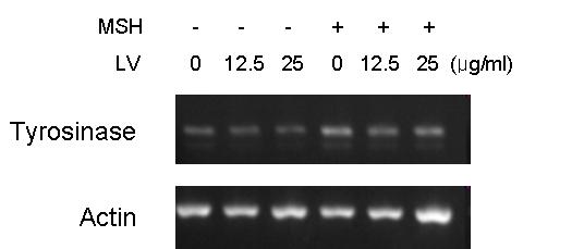 따라서라벤더에탄올추출물이이들유전자의발현을조절하는지조사하기위하여유전자증폭기술을응용한역전사중합효소연쇄반응 (RT-PCR) 방법으로 tyrosinase 유전자의 primer를이용하여 mrna의발현을분석하였다. B16/F10세포에라벤더에탄올추출물을 12.