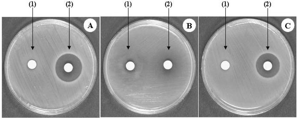22 Jae-Woo Chun et al. Kor. J. Microbiol Fig. 3. Inhibition of target pathogens by 5x culture supernatant of the strain JK-8.