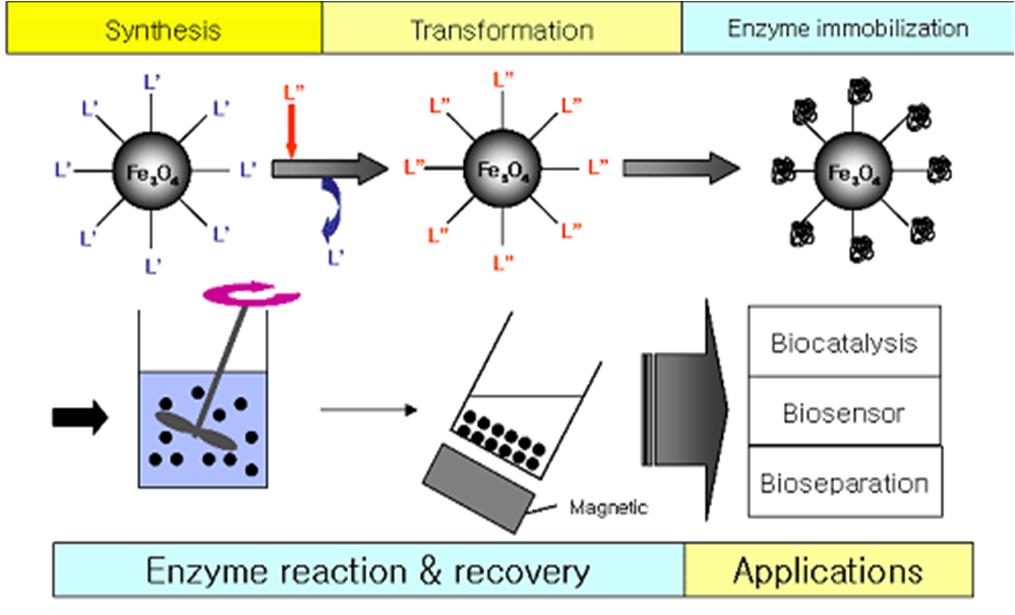 Adsorbent 3 바이오촉매용 : Magnetite