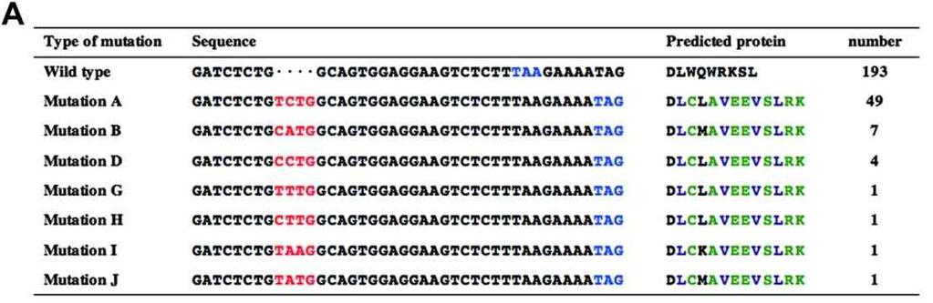 Molecular monitoring of fusion genes in acute leukemia AML PML-RARA