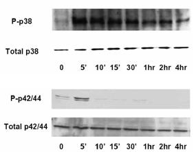 -The Korean Journal of Medicine : Vol. 71, No. 5, 2006 - A B Figure 4.