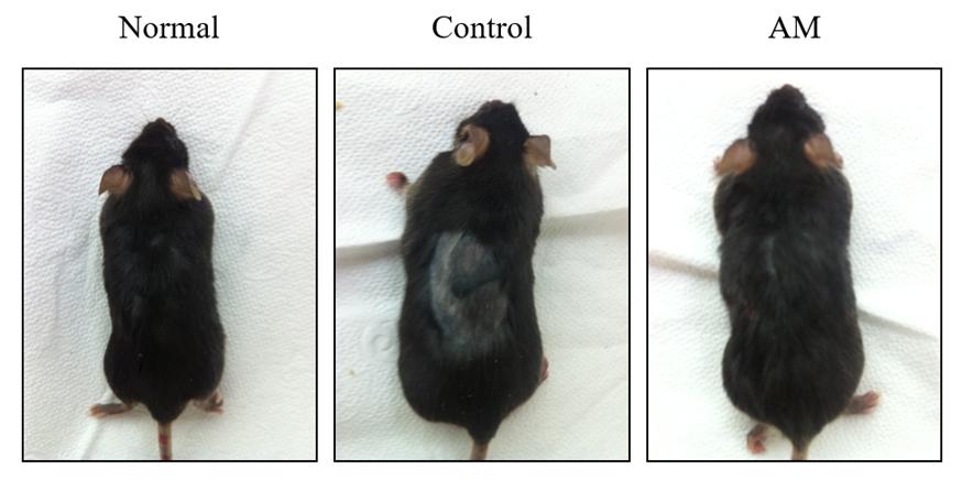 (6) Journal of Korean Medicine 2018;39(1) Fig. 2. A. membranaceus induces hair regrowth in hair loss mice. Morphological fingdings on the back of the C57BL/6J mice. The mice of A.