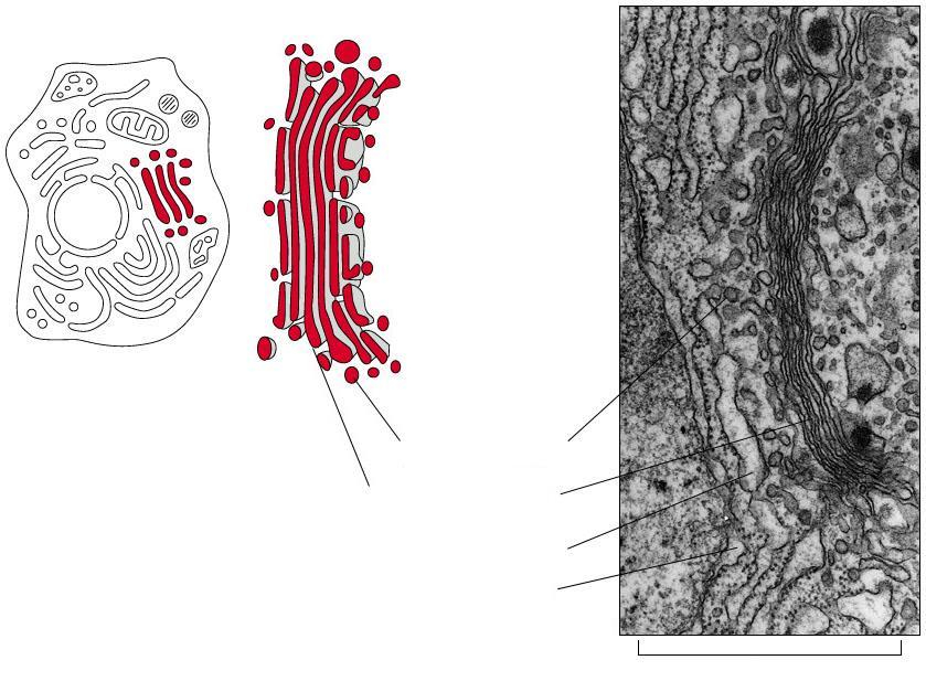 골지체 (Golgi apparatus) (A) (B) membranebounded vesicles golgi