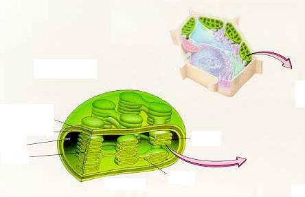엽록체의내부구조 Mesophyll cells ( 엽육세포 ) Chloroplast ( 엽록체 ) Outer
