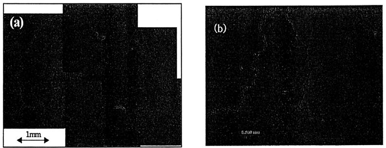 거대입성장을일으키는백금박막미세구조의또다른특징은일반적인입자성장과달리열처리온도나, 시간에크게의존하지않는다는점이다. 그림. 11 백금박막의전자현미경사진 (a) 일반적인백금박막, (b) 거대입성장거동을보이는백금박막 (1000, 1 시간공기중열처리시편) 그림.