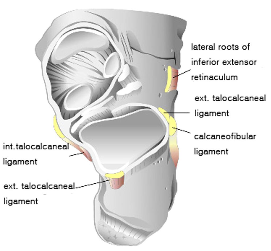 거골하관절경술 은하지부종과혈액순환이상및피부상태가불량한경우등이다. 3,5) 1. 거골하관절해부학 본 거골하관절은족근관 (tarsal canal) 과족근동 (sinus tarsi) 에의하여전방 (talocalcaneonavicular joint) 과후방 (talocalcaneal joint) 관절로나뉜다.