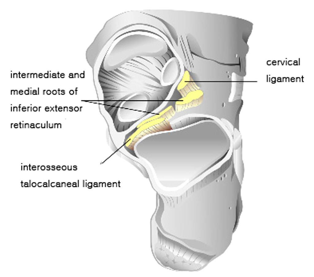 안장모양의거골하관절은위쪽으로둥그렇게함몰된모양을갖고있다. 관절의운동은끝이뾰족한모양의경칩 (mitered hinge) 형태라할수있다. 7,8) 족근관은거골하부구 (sulcus) 와종골상부구로형성되며외측개구부 (lateral opening) 가족근동이다. 후방경계는거골하후방관절막의전면이며전방경계는거종주상골관절막의후면이다.