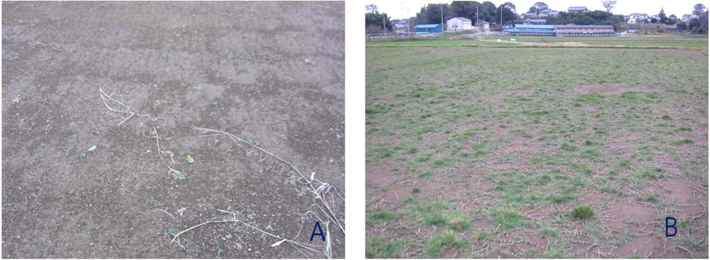 일본의한국잔디의재배, 생산및현별브랜드화현황 233 Fig. 3. Difference for harvesting way of sod production system in Japan (A) and Korea (B). Fig. 4.