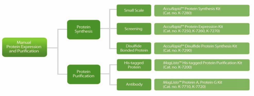 Selection Guide Overview 본제품군은 manual type 제품군으로, 용도에따라사용자가선택할수있도록단백질발현에서정제까지수행할수있는제품 (AccuRapid TM Protein Synthesis Kit, AccuRapid TM Disulfide Protein Synthesis Kit) 과,