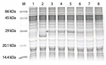 AccuRapid Protein Expression Kit 3. Template DNA 의최적 DNA 농도 screening Figure 3. Determination of the optimal amount of template DNA for the expression of pbivt-gfp.