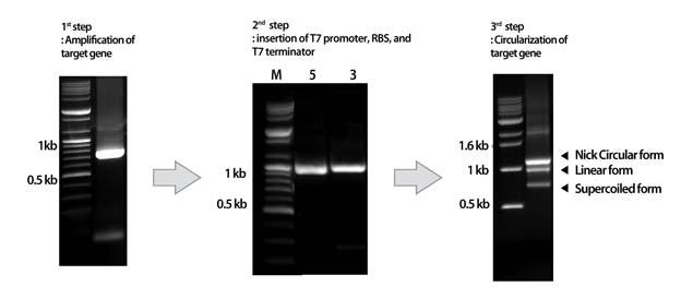 Cloning 과정없이 PCR 을이용하여무세포단백질발현 (cell-free protein expression) 용 circular template DNA 를제작할수있는 kit 로, 표적유전자증폭용 1 차 primer set 를제외한 template DNA 제조반응에필요한모든구성품 (2 차 primer set, PCR premix 등 ) 이 kit