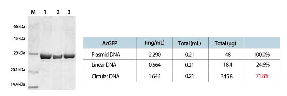 ExiProgen Circular PCR Template Kit Figure 2.
