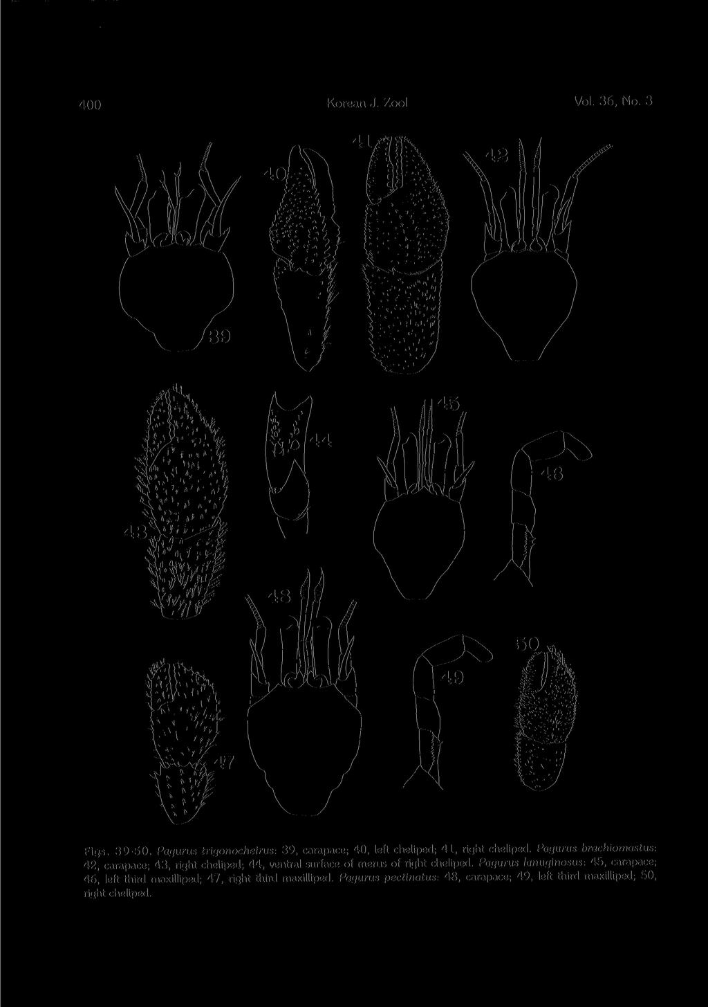 400 Korean J. Zool Vol. 36 No. 3 Figs. 39-50. Pagurus trigonocheirus: 39 carapace; 40, left cheliped; 41,right cheliped.