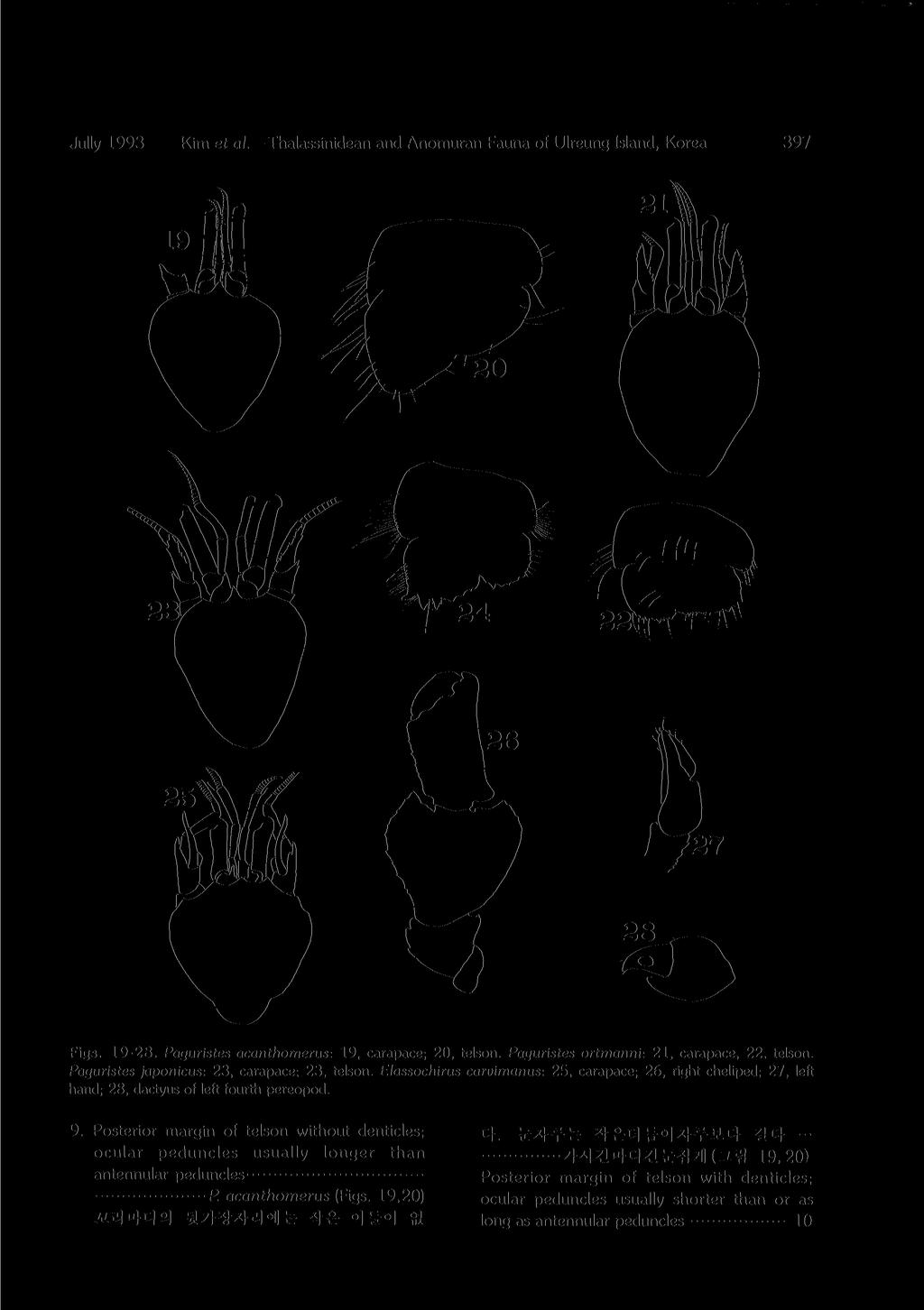 Jully 1993 Kim et al. Thalassinidean and Anomuran Fauna of Ulreung Island, Korea 7 397 Figs. 19-28. Paguristes acanthomerus: 19,carapace; 20,telson. Paguristes ortmanni: 21,carapace, 22, telson.