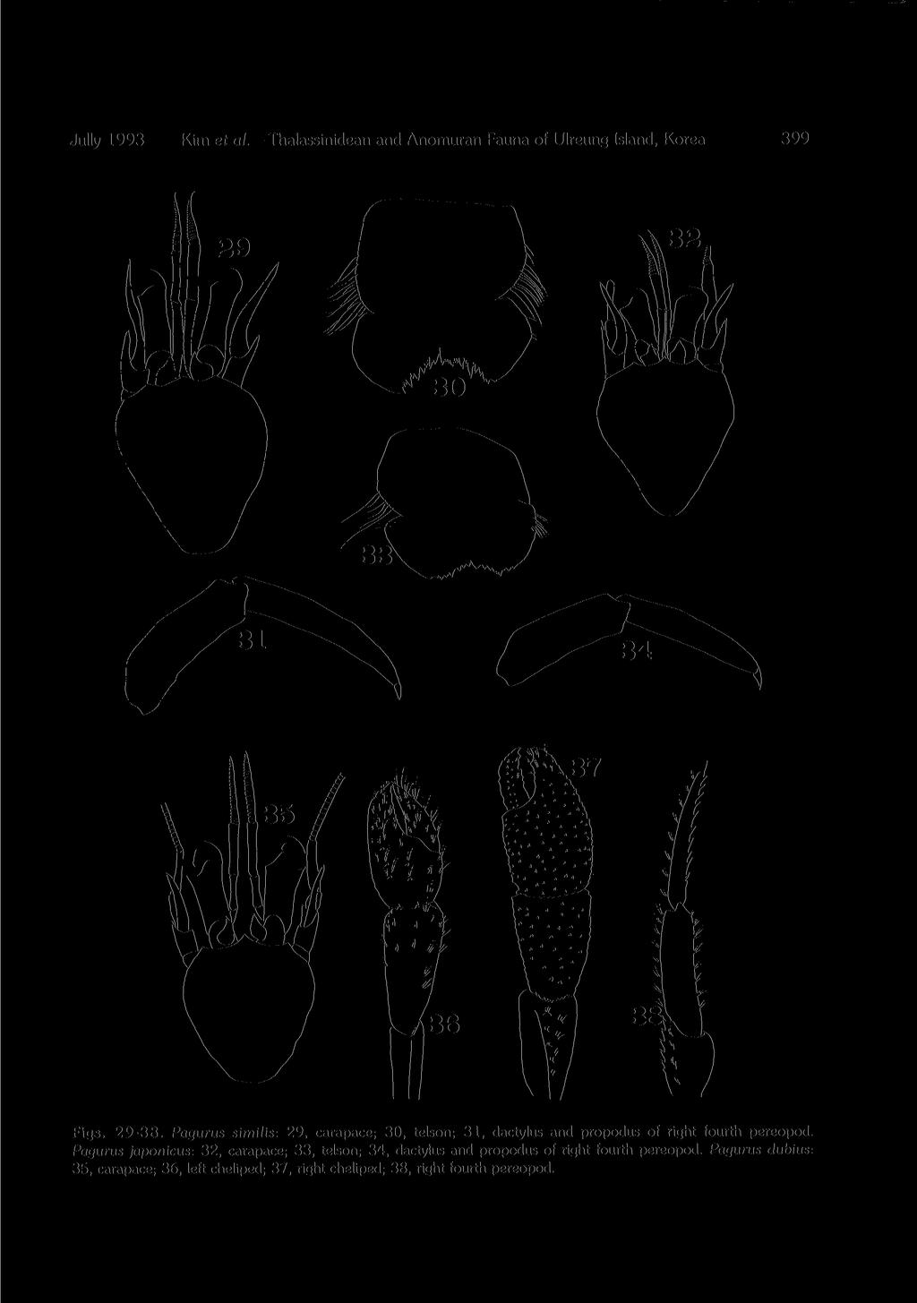 Jully 1993 Kim et al. Thalassinidean and Anomuran Fauna of Ulreung Island, Korea 399 Figs. 29-38. Pagurus similis: 29,carapace; 30, telson; 31,dactylus and propodus of right fourth pereopod.