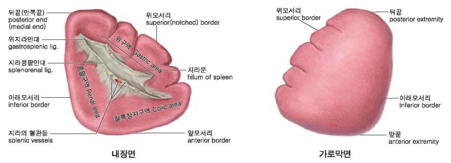지라, 이자 (Spleen, Pancreas) 지라 (Spleen) 림프기관중가장큰장기 ( 길이 12 cm, 너비