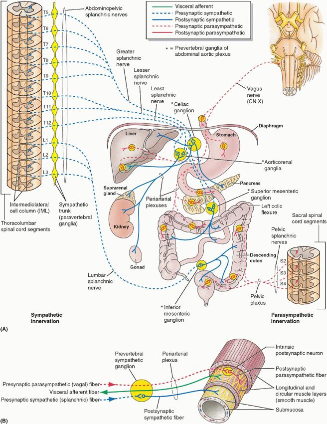 아래가슴내장신경 (lower thoracic splanchnic n.) 1. 큰내장신경 2. 작은내장신경 3. 맨아래내장신경 2.