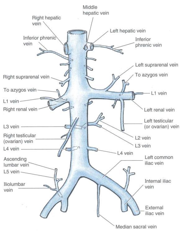 Abdominal Aorta Visceral branches Celiac a SMA IMA Suprarenal aa Renal aa Gonadal aa Parietal branches Inf phrenic aa Lumbar aa (4 pairs) Median sacral a