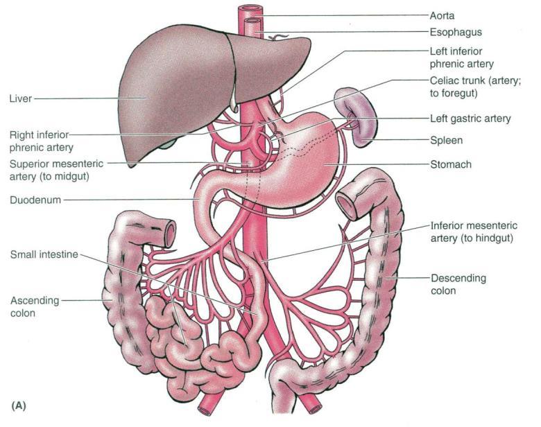 - The arterial supply to the digestive tract is from
