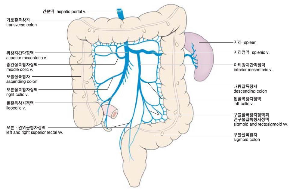 문맥 Lymphatic drainage - Para-aortic LNs -----------