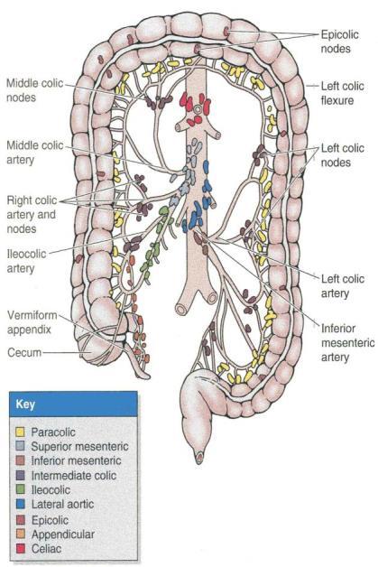 iliac LNs - Preaortic LNs ----------- Cisterna chyli