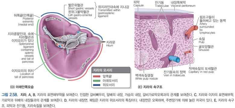 The spleen is entirely surrounded by peritoneum except at the hilum, where the splenic branches of the splenic artery and vein