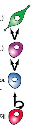 김정훈 Stem cell Mash1 + Progenitor INP Ngn1 + ORN NCAM + NC OE GBC HBC LP OEC Fig. 1.