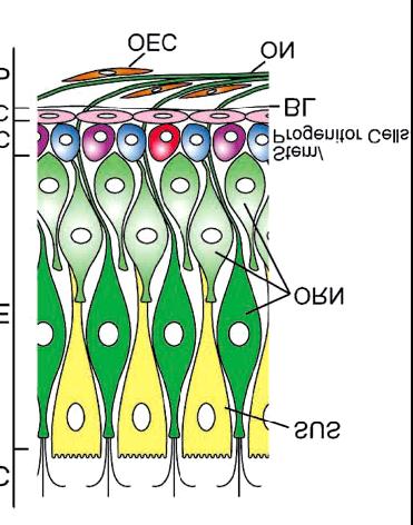 Neuronal stem cells red give rise to transit amplifying progenitors that express Mash1 blue, followed by immediate neuronal precursors INPspurple, which express Neurogenin1 Ngn1.