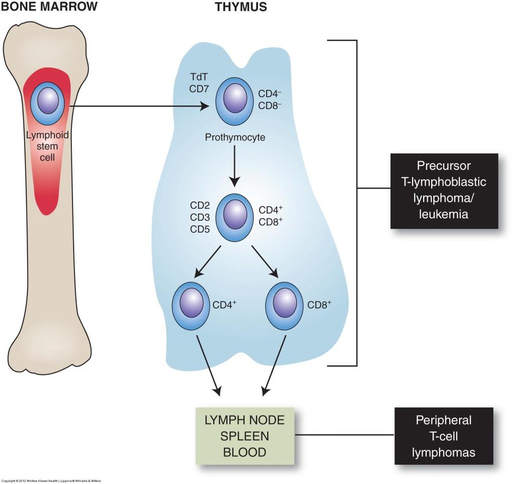 Pathways of normal T-cell