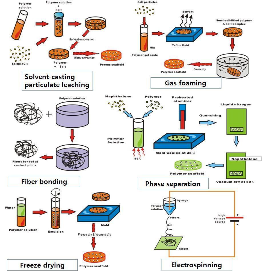 Development of Biomimetic Scaffold for Tissue Engineering 10