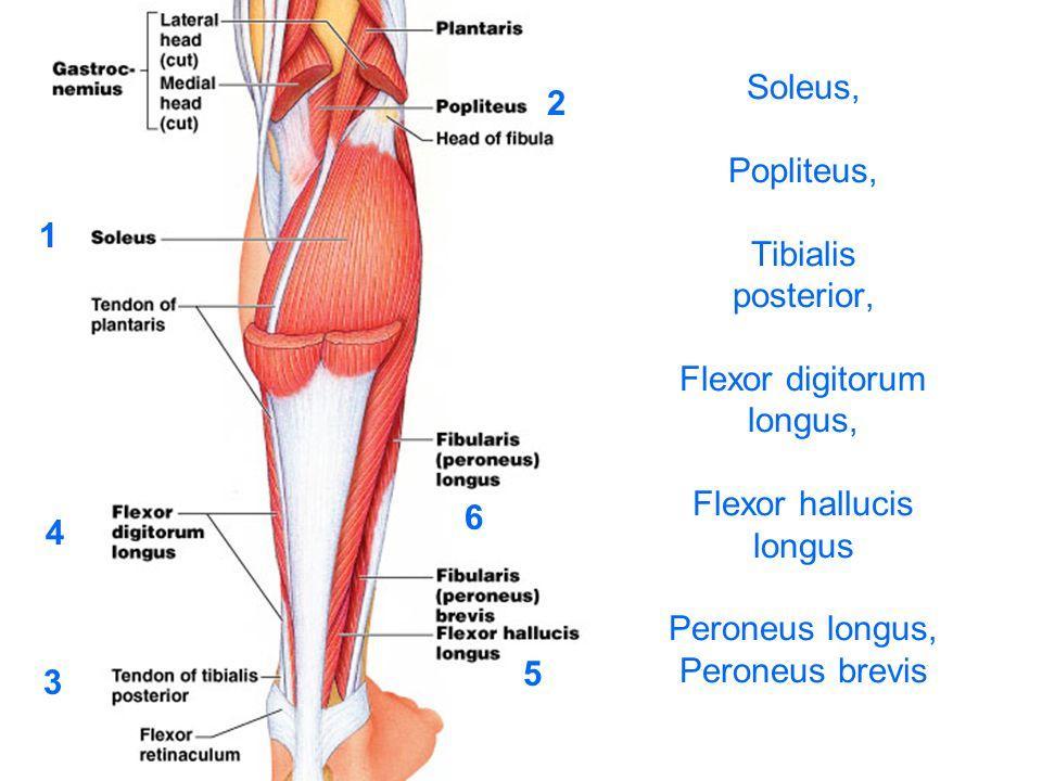 근육의기능적특성 무릎신전근 : 대퇴사두근 :