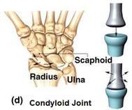 관절의형태와기능 과상관절 : 2 축 Condylar or Ellipsoidal Joint 이평면운동 : 굴곡 - 신전과외전 -