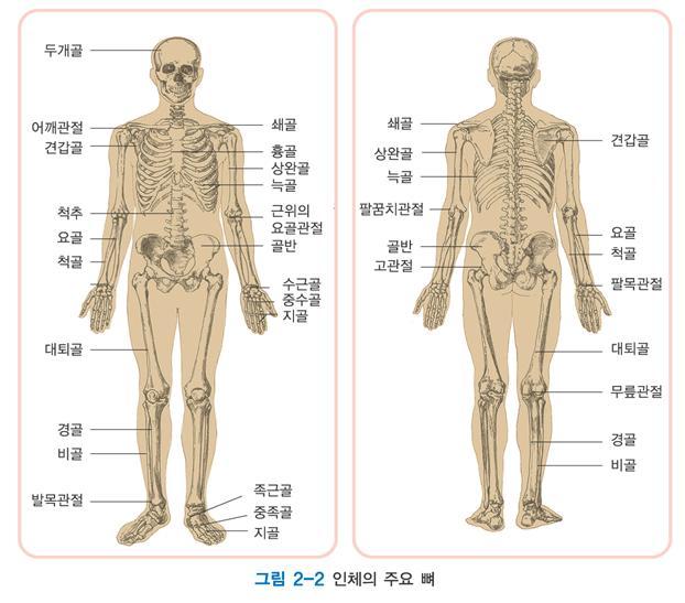 뼈의기능과구조 머리뼈 몸통 ( 흉골, 늑골, 척주 ) 팔의뼈 skull spine clavicle thorax