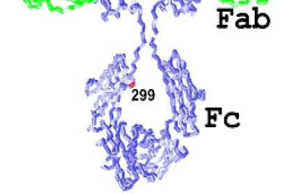 heterodimers Stimulates Rc internalization