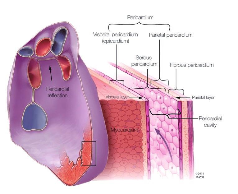 (Figure 1) It does not have an essential function since one can survive without the pericardium.