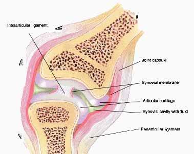 Physical Therapy and Rehabilitation: PT 1 Rehabilitation of Arthritis Editing By A.K.A teamdoc, B. Sc., P.T. I. [Structural Understands of Joint] 1. [Joint Classification] A.