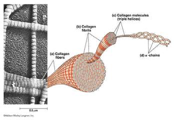 lubrication[ ] 2) Cartilage [nutrition] Mechanical