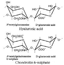 Physical Therapy and Rehabilitation: PT 3 4) Proteoglycans(PG): [protein], polysaccharide molecule [covalent complex] ( ) 5)