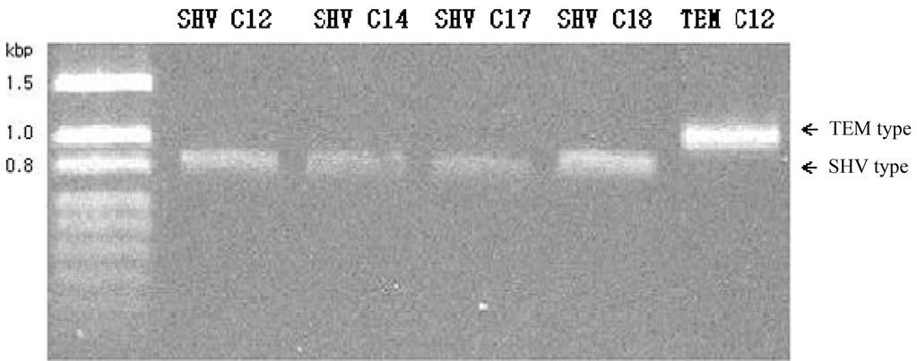 168 Hun-Ku Lee Kr. J. Micrbil Fig. 3. The prducts f transcnjugant SHV and TEM-type by PCR. C12 expressing PCR prducts at bth 1 kb (TEM type) and 0.8 kb (SHV type). C14, C17, and C18 expressed at 0.