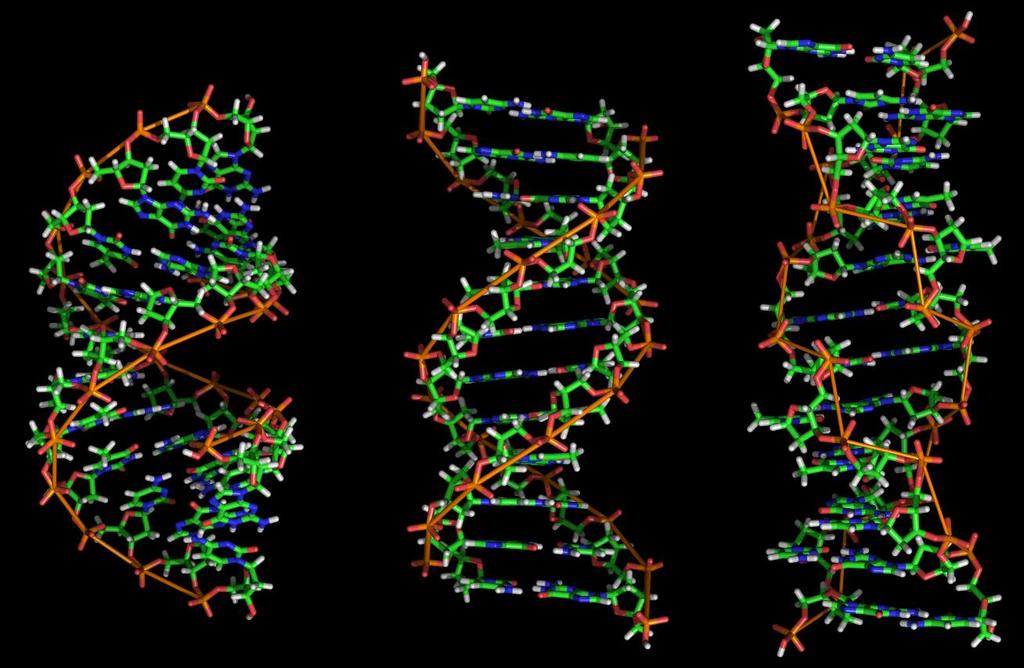 acids (DNA)