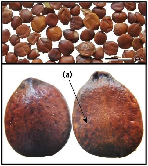 Seeds of Ziziphus jujuba var. spinosa.