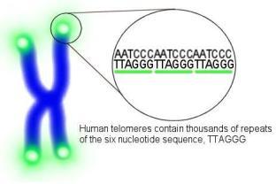 Repetitive sequence End of the chromosome Shortens with each cycle of replication (40~200 bp) What is a telomere?