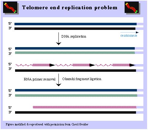 Telomeres shorten due to