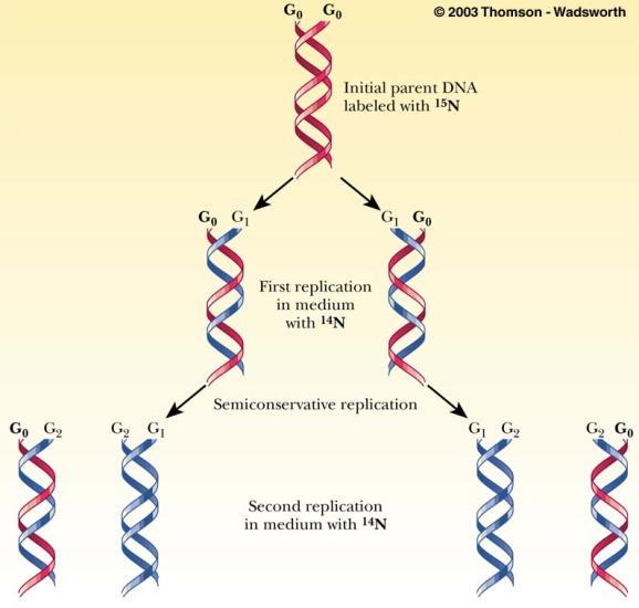 DNA 의반보전적복제 (Semiconservative Replication) 1950
