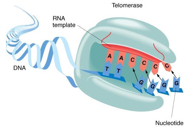 Telomeres are