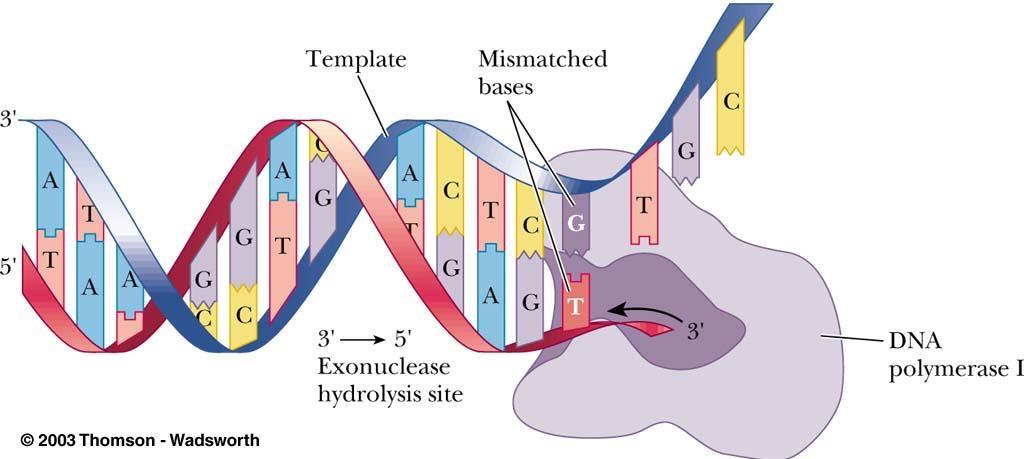 DNA 의교정과수선 (Proofing and Repair) 한세대에수차례일어나는 RNA 나단백질의합성과정과는달리 DNA 복제는평균적으로각세포에서한번만일어난다.
