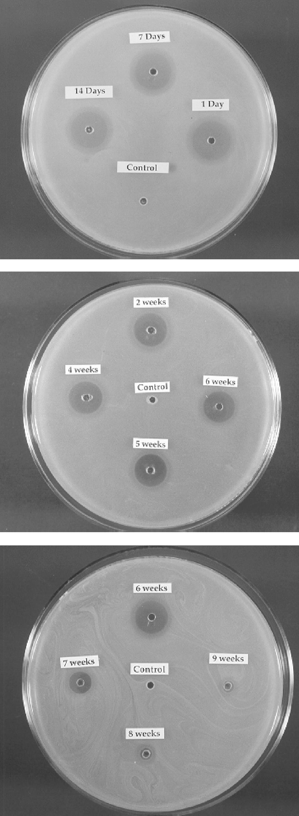 140 조진철 윤덕일 강길선 이종문 김용식 이정식 이해방 Table 2. Changes f S. aureus by GS delivered using s release GS/PLGA implants in cntrlling the infectin with S.