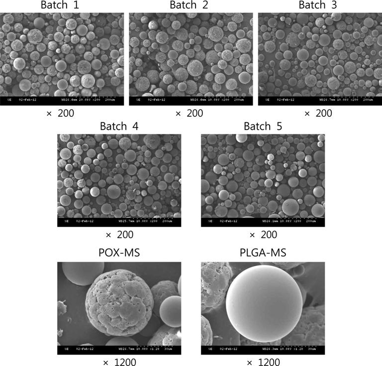 Polyoxalate 및 PLGA 미립구의혼합비율별에따른 Zaltoprofen 의방출거동 31 Figure 1. Surface morphology of zaltoprofen-loaded polyoxalate and PLGA microspheres. 따른반감기는각각 3, 4 그리고 7 일정도로나타났으며, 이는제조된미립구의분해에직접적인영향을주었을것으로사료된다.