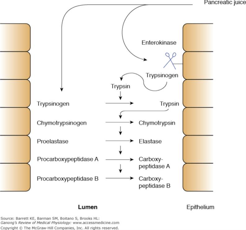 이홍식,, maltotriose,. maltase. (sucrose) sucrase (fructose), (lactose) lactase (galactose). 2. 단백질의소화 (polypeptide).,..... (trypsin) (chymotrypsin), (carboxyl peptidase) (dipeptide).